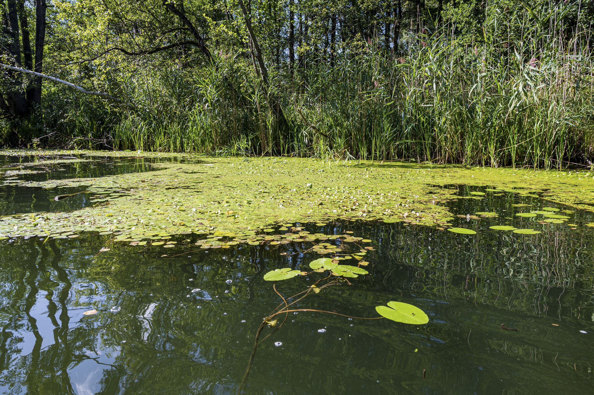 Kajaktour Leutstettner Moos 21.08.2022